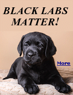 Labrador dogs come in several colors, and they all matter, just like people. One negative, Labs do not make good guard dogs, they are just too friendly. Now, ''Black Labs Matter'' has its own Facebook page.